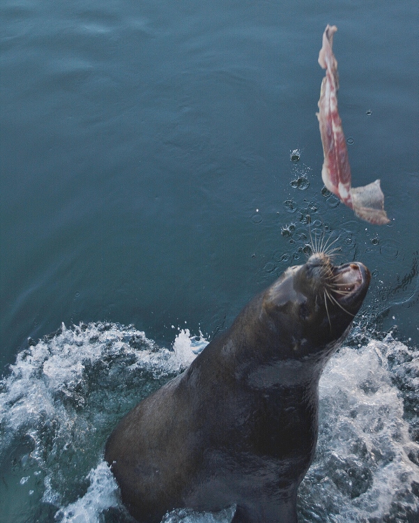 sea lion jumping from water for fish